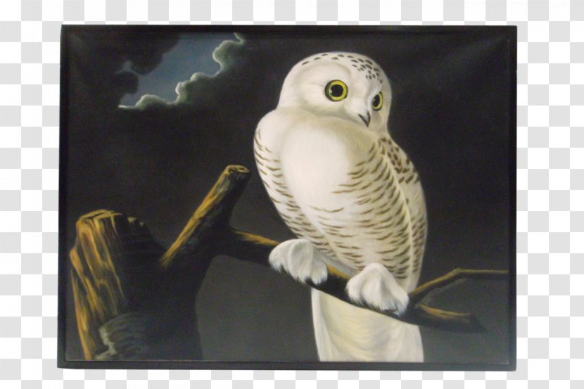 Snowy Owl Painting Beak Robert Havell - Bird Of Prey Transparent PNG