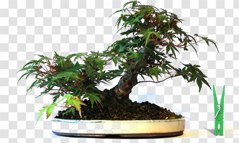 Chinese Sweet Plum Flowerpot Tree Sageretia - Rheum Palmatum Transparent PNG