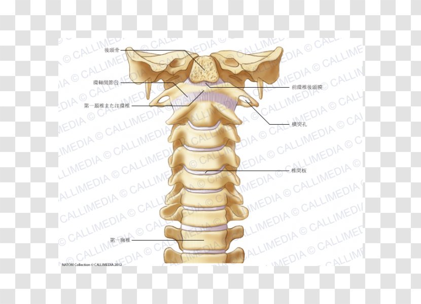Cervical Vertebrae Vertebral Column Atlas Human Skeleton Ligament - Bone - Intervertebral Foramen Transparent PNG