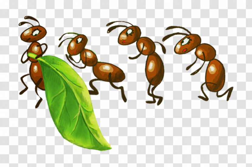 Ant Insect Bee Drawing Aphid - Ants Transparent PNG