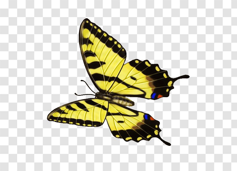 Butterfly Insect Gongbi - Pollinator Transparent PNG