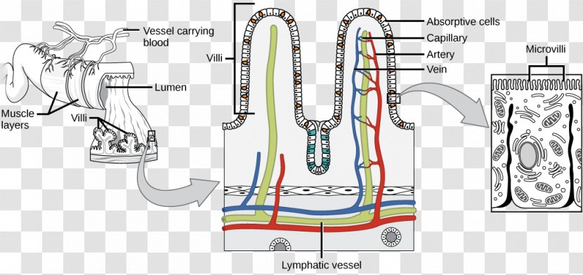 Intestinal Villus Small Intestine Gastrointestinal Tract Surface Area Large - Flower Transparent PNG