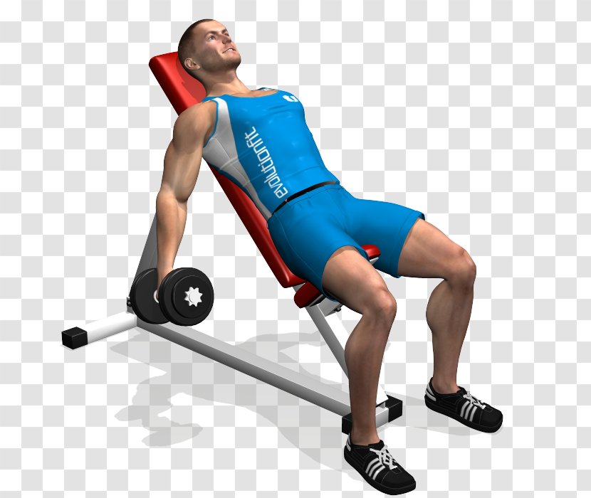 Dumbbell Biceps Curl Bench Exercise - Watercolor Transparent PNG