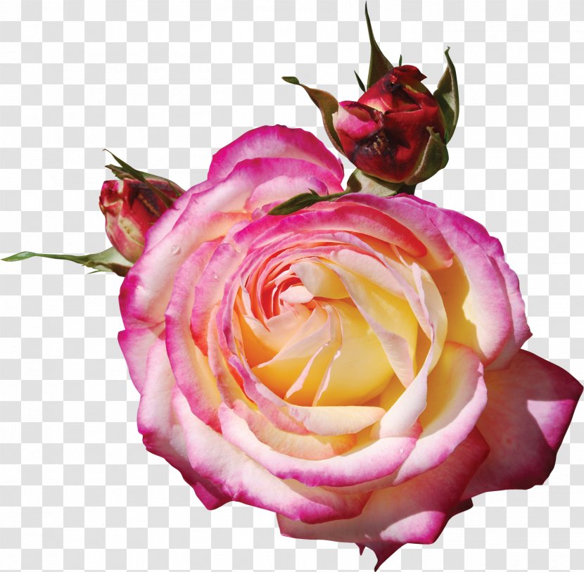 Garden Roses Pink Clip Art - Rose Family - Flower Label Tag Flowers Transparent PNG
