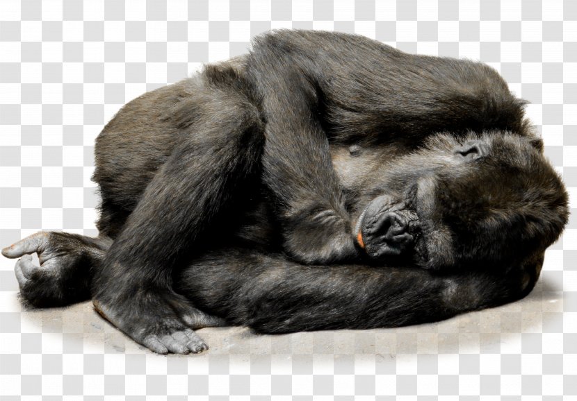 Irish Wolfhound Common Chimpanzee Gorilla Ape Primate - Monkey Transparent PNG