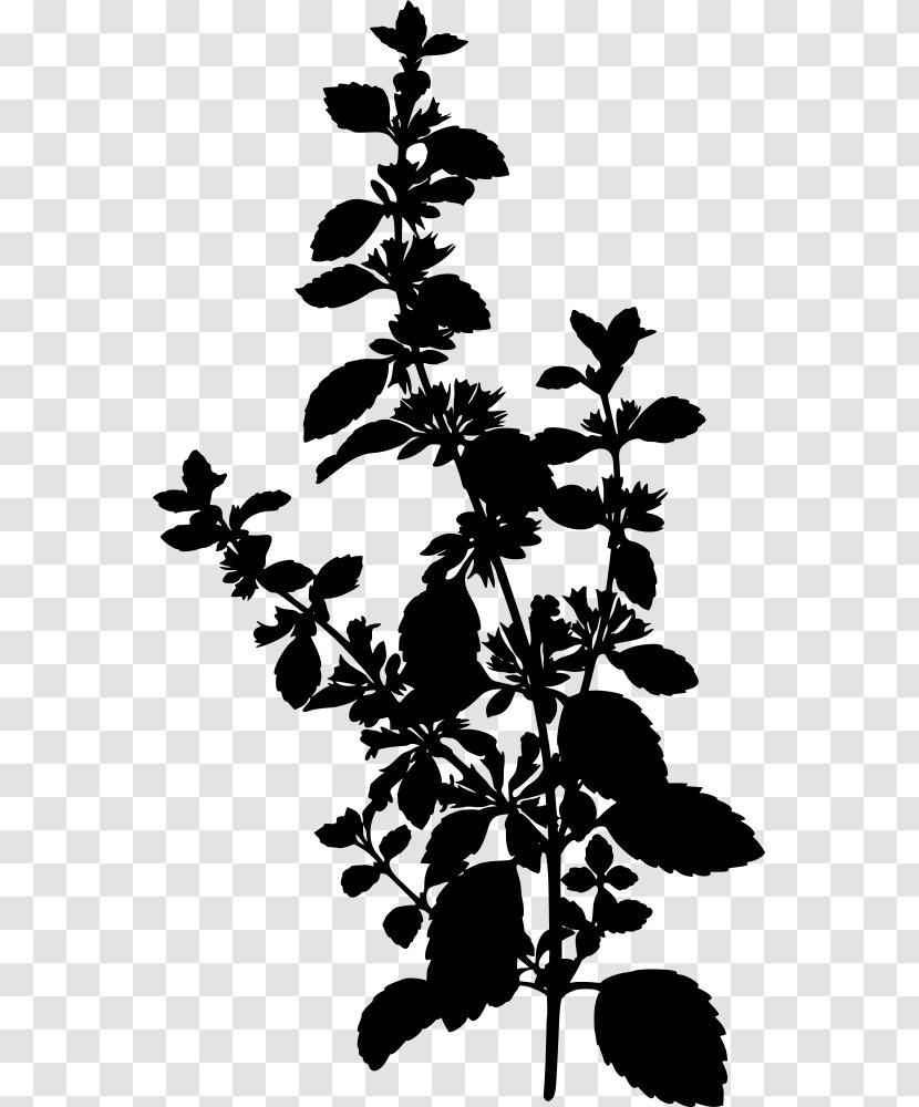 Lemon Balm Carmelite Water Köhler's Medicinal Plants Officinalis - Herbaceous Plant Transparent PNG