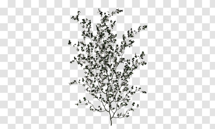 Twig Tree Pine Branch Trunk Transparent PNG