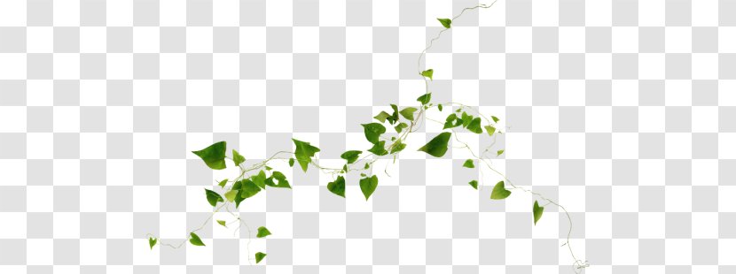 Twig Vine Plant Clip Art - Flowering Transparent PNG