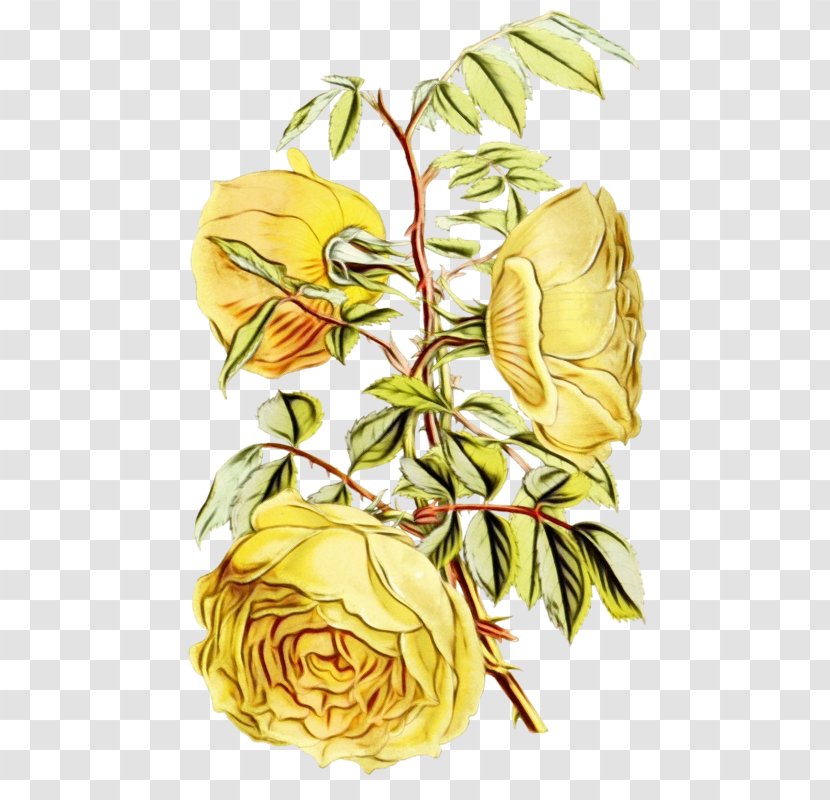 Flower Art Watercolor - Yellow - Plant Stem Herbaceous Transparent PNG
