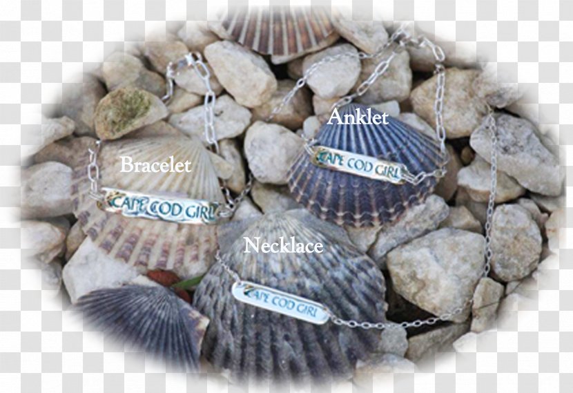 Cockle - Clam Transparent PNG