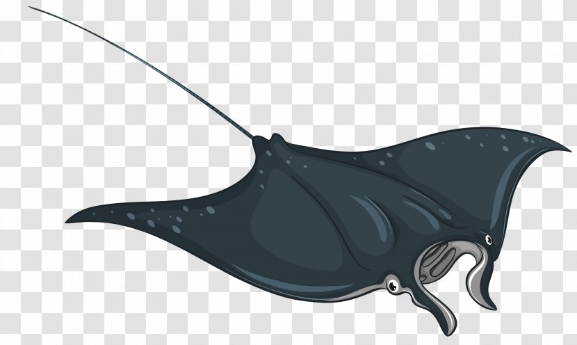Manta Ray Stingray Rays And Skates Skate Fish - Bat Transparent PNG