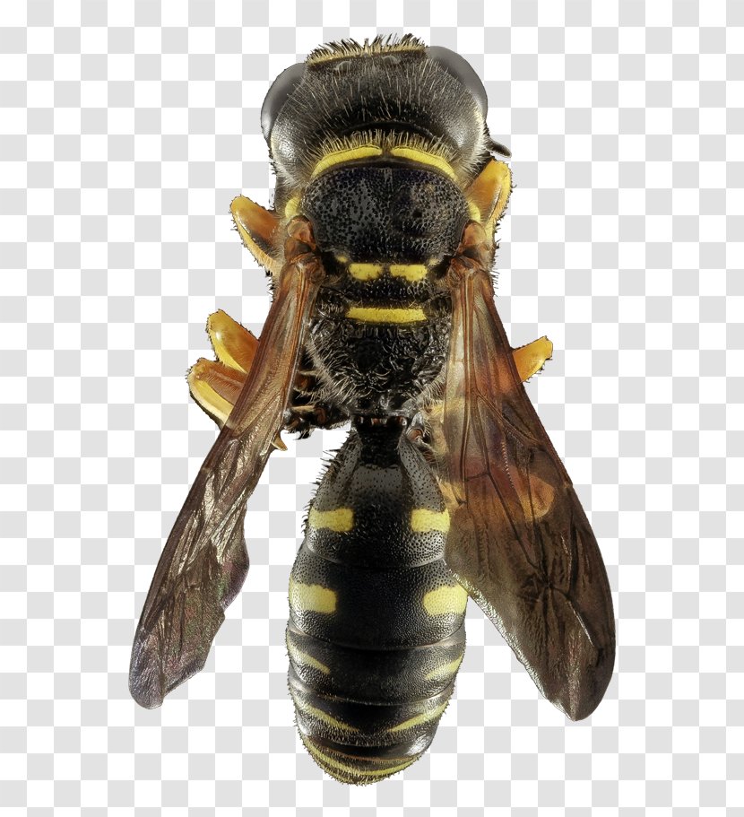 ABV Pest Control & WindowCleaning Honey Bee Hornet - Clean Bees Homekeepers Transparent PNG