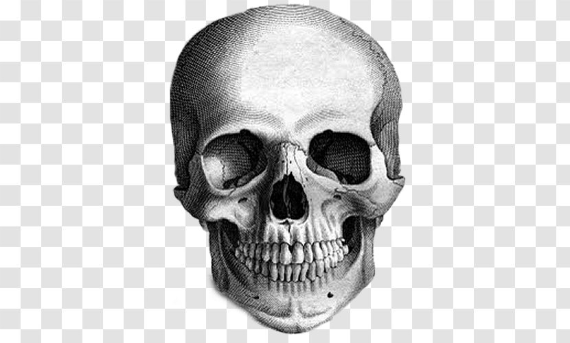 Calavera Skull Drawing The Human Head Sketch Transparent PNG