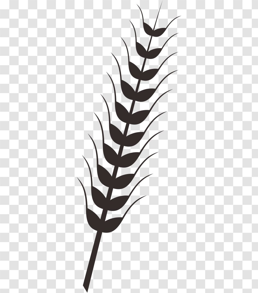 Wheat Rice Drawing Clip Art - Leaf - Paddy Transparent PNG