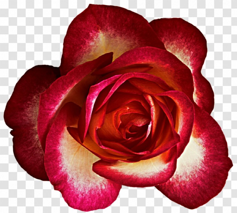 Garden Roses Cabbage Rose Floribunda China Cut Flowers - Plant - Cream Transparent PNG
