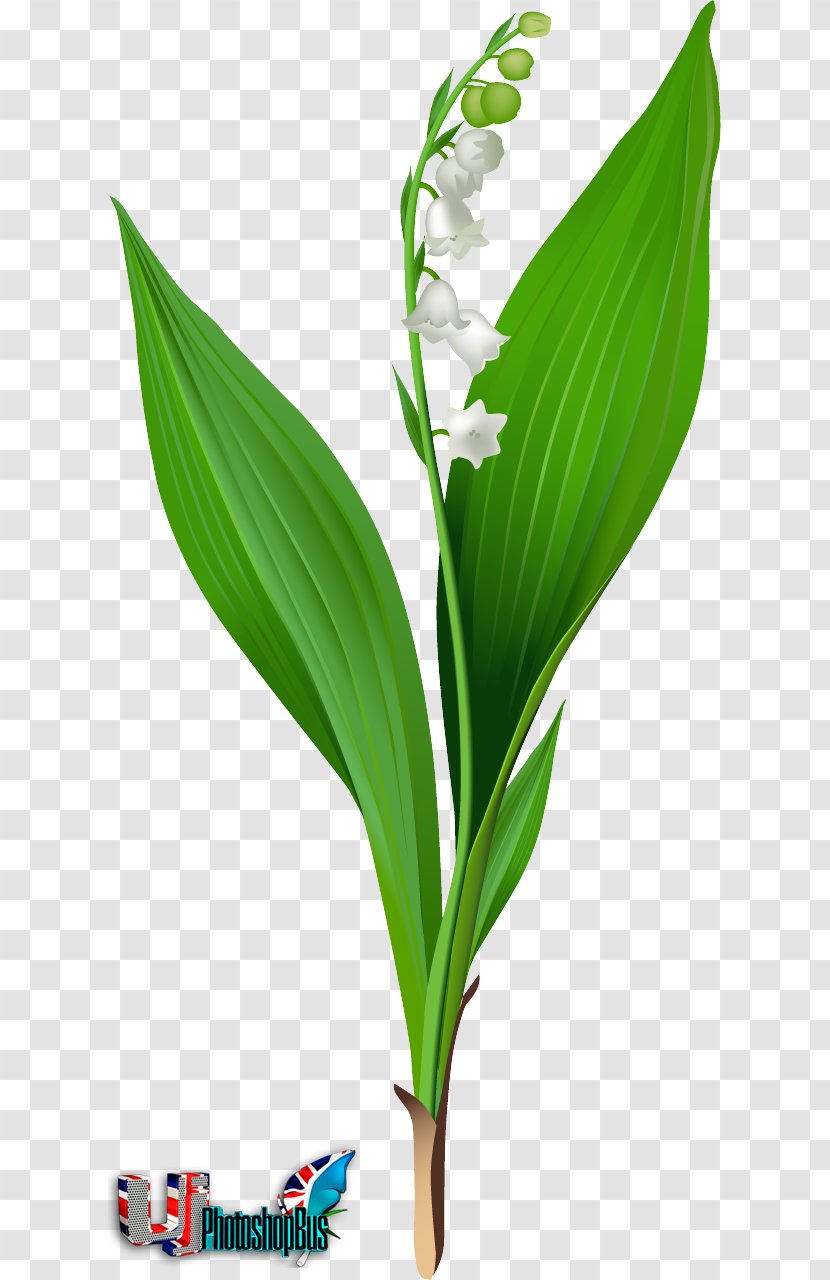 Lily Of The Valley Lilium 'Stargazer' Clip Art - Flower Transparent PNG