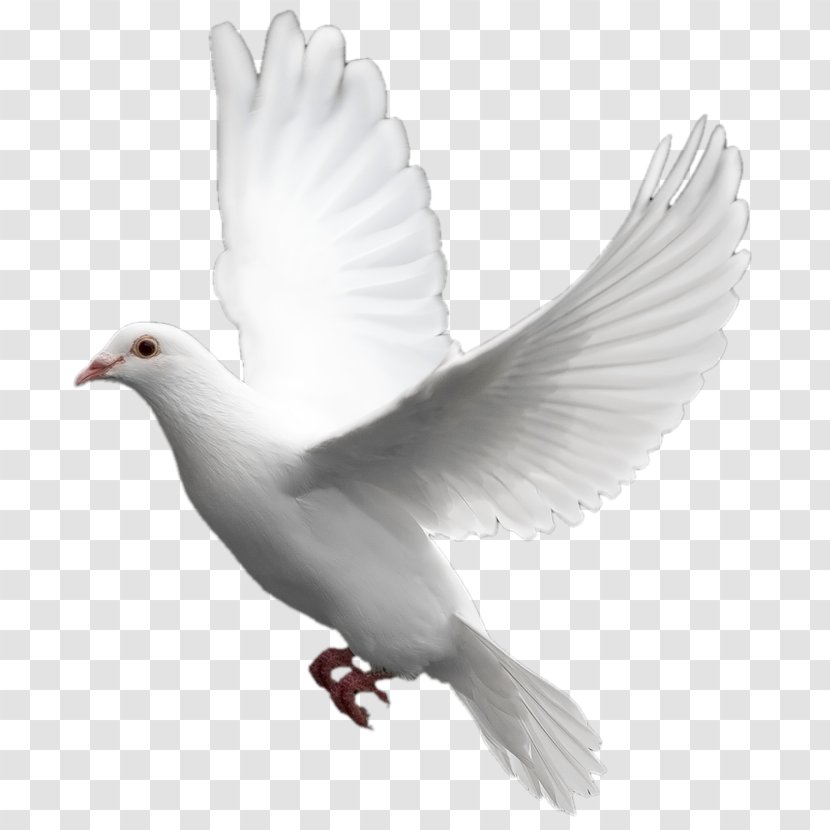 Domestic Pigeon Columbidae Bird - White Flying Image Transparent PNG