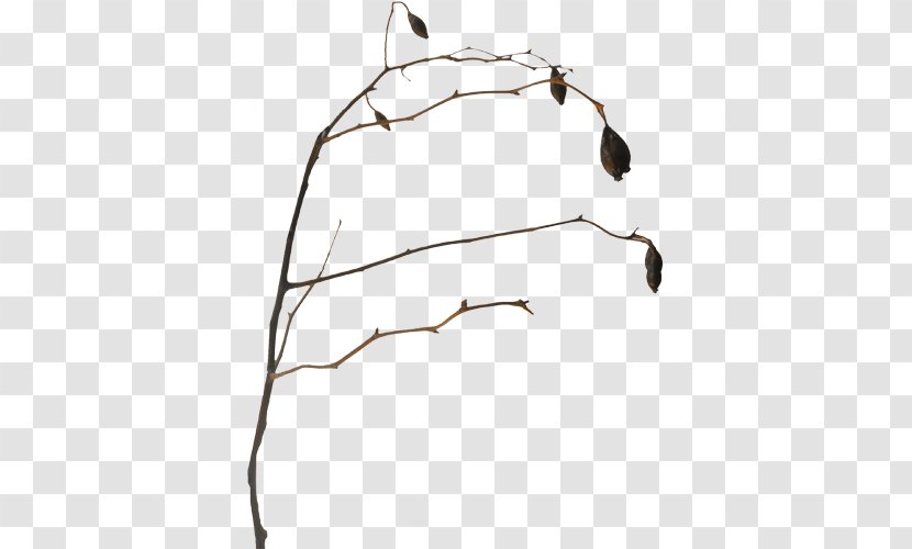 Twig Clip Art Download Image - Google Images - Vine Transparent PNG