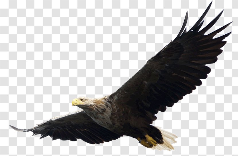 Bald Eagle Clip Art - Bird Transparent PNG