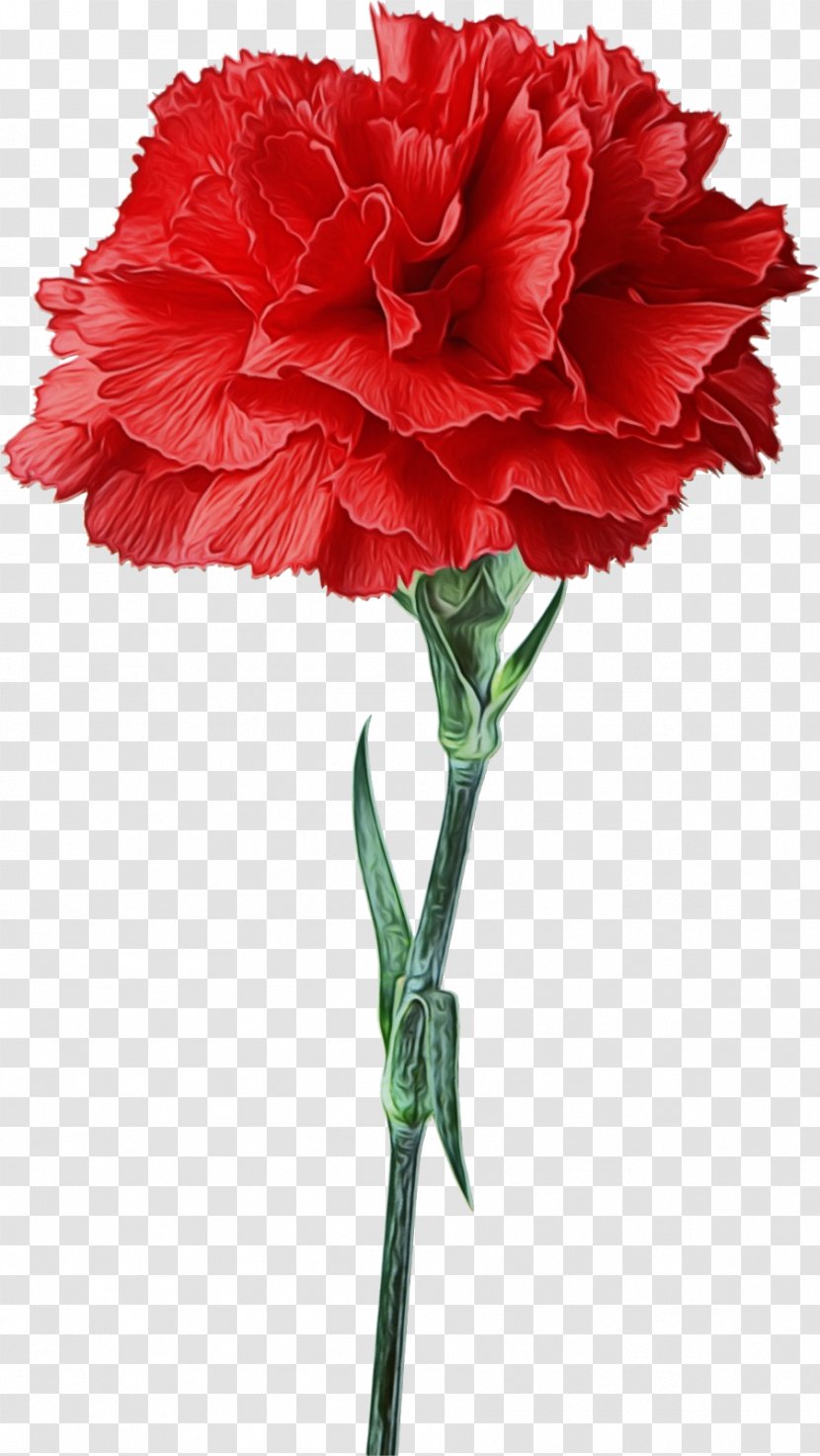 Flower Cut Flowers Plant Carnation Red - Dianthus - Pink Family Transparent PNG