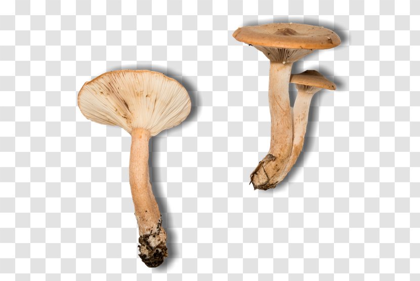 Pleurotus Eryngii - Ingredient - Design Transparent PNG