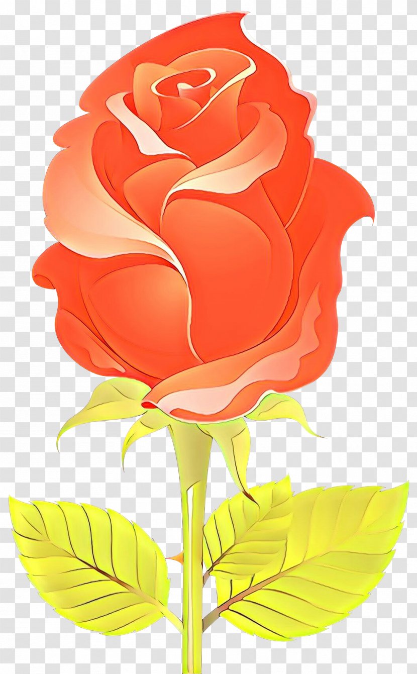 Garden Roses - Plant Rose Family Transparent PNG