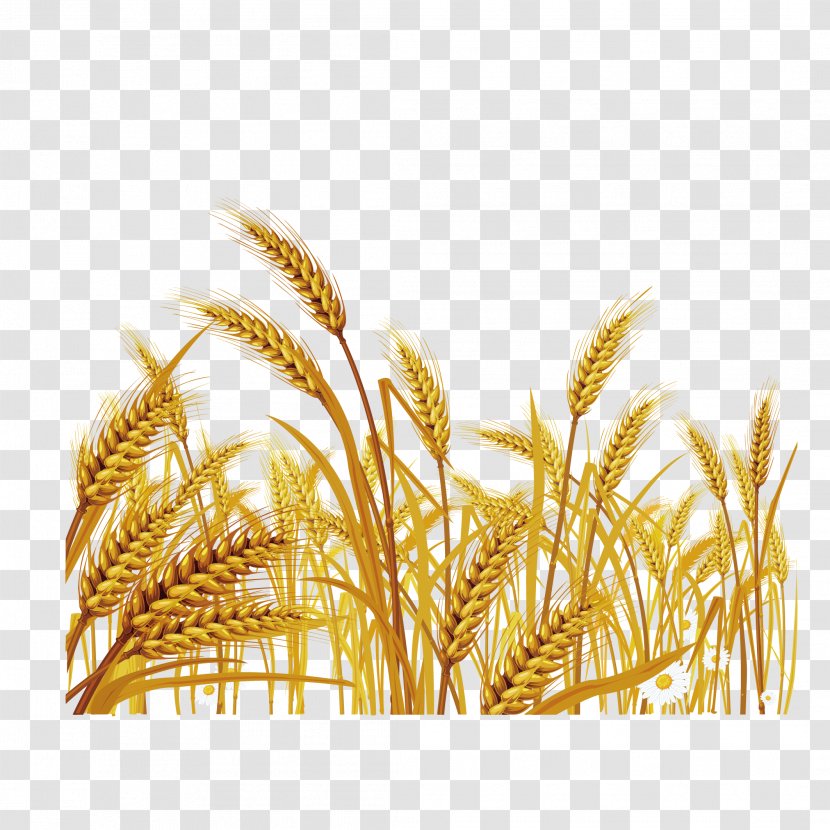 Wheat Euclidean Vector Stock Illustration Clip Art - Dinkel - Harvested Transparent PNG