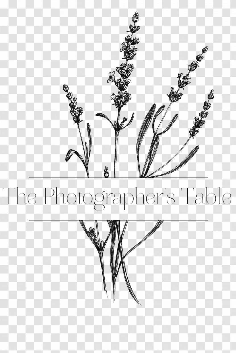 Watercolor Flower Background - Twig - Plant Stem Transparent PNG
