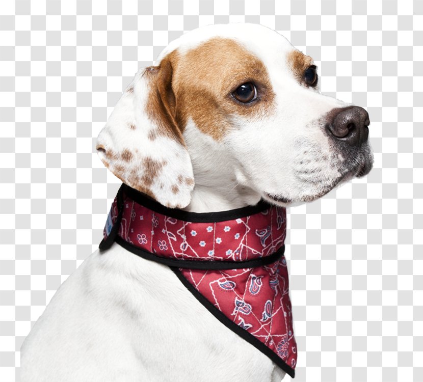 Dog Breed Beagle English Foxhound Treeing Walker Coonhound Puppy - Animal Transparent PNG