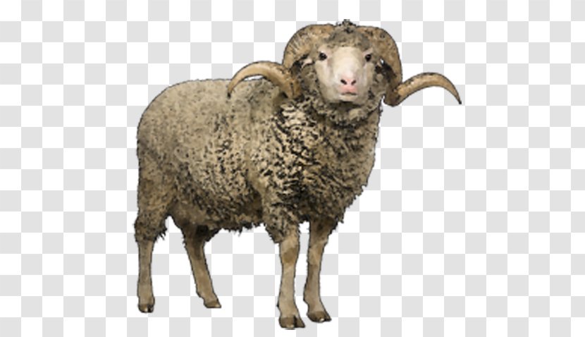 Merino Clun Forest Sheep Romney Lincoln Herdwick - Snout - Roll Angle Transparent PNG