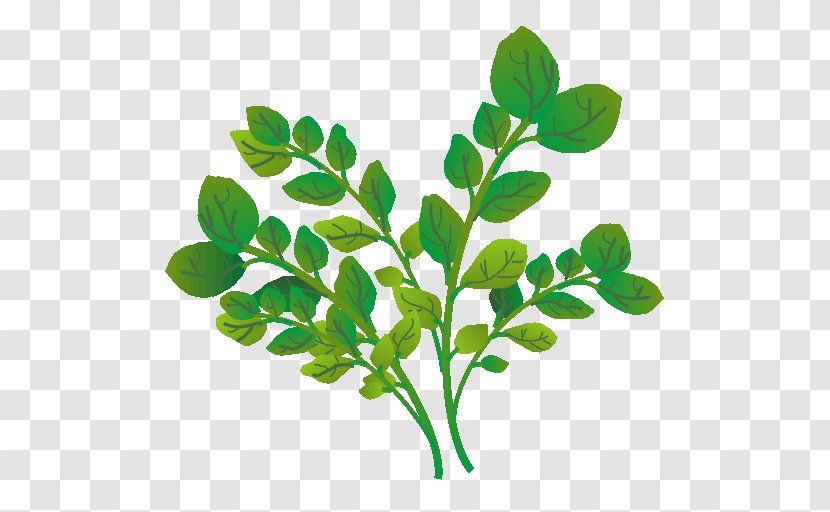 Watercress Coriander Vegetable Royalty-free Food - Photography Transparent PNG