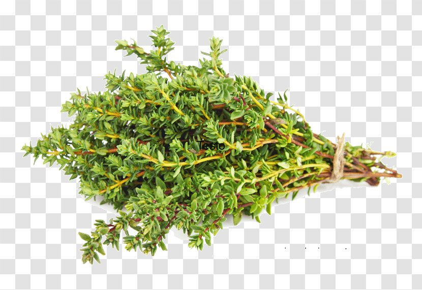 Dried Thyme Herb Spice Vegetable - Plant - THYM Transparent PNG