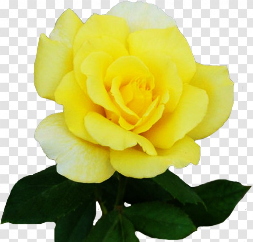 Floribunda Garden Roses Cabbage Rose Austrian Briar Cut Flowers - Rosa Centifolia - Yellow Apricot Flower Transparent PNG
