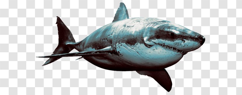 Hungry Shark Evolution Great White Desktop Wallpaper Attack - Tiger Transparent PNG