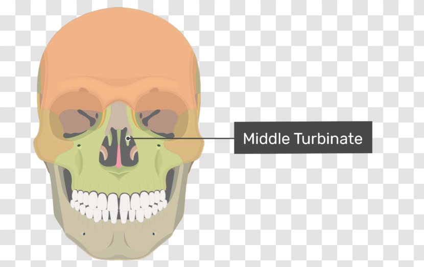 Vomer Nasal Bone Ethmoid Human Skeleton - Maxilla - Skull Transparent PNG
