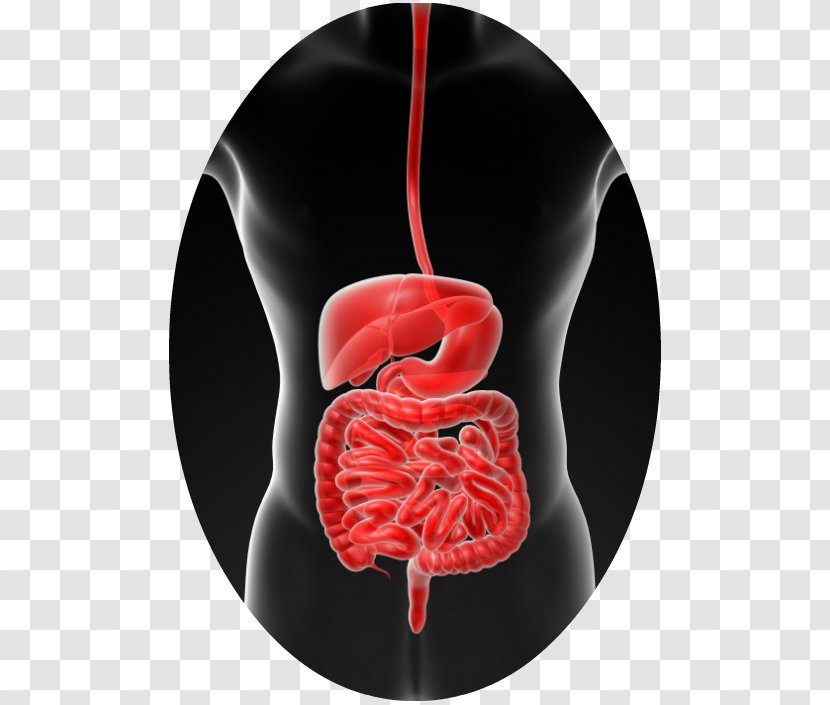 Gastrointestinal Tract Human Microbiota Health Nutrition - Watercolor Transparent PNG