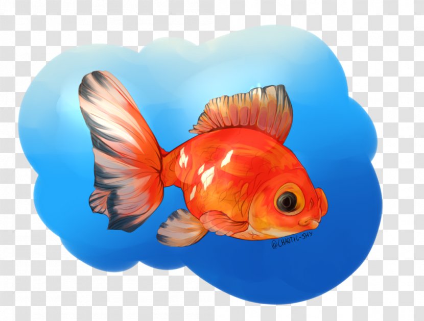 Goldfish Feeder Fish Fin Marine Biology - Pidgeon Graphic Transparent PNG