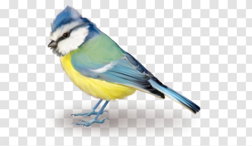 Bird Blue Jay Clip Art - Bluebird Transparent PNG