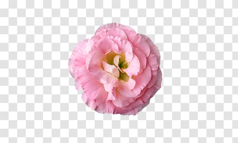 Handicraft Art Idea - Rose - Pomeranian Transparent PNG
