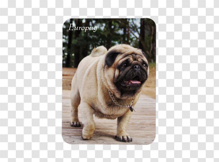 Pug Dog Breed Puppy Lion Toy Transparent PNG