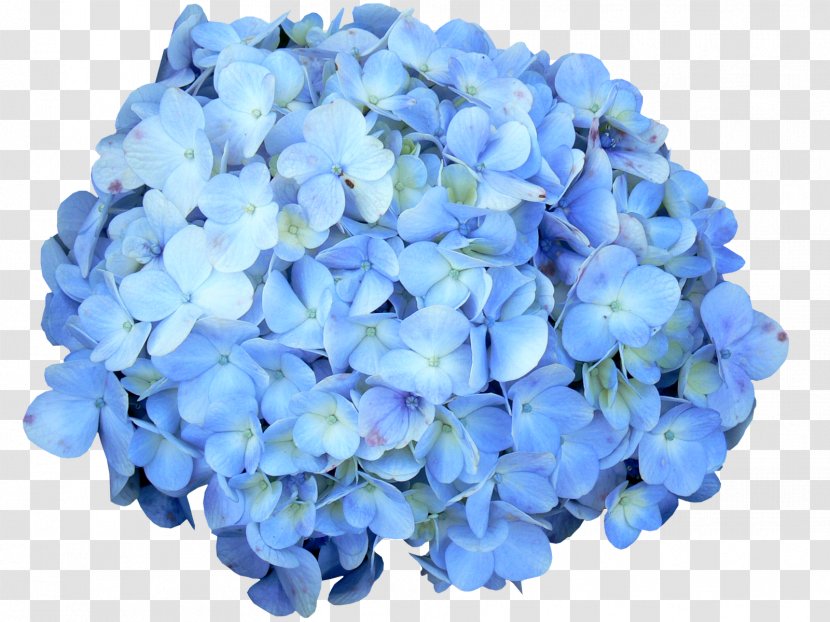 Hydrangeaceae French Hydrangea Petal Cut Flowers Annual Plant - Artificial Flower - Betray Ribbon Transparent PNG