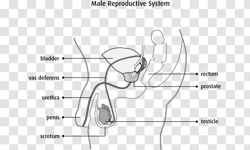 Male Reproductive System Testicle Scrotum Prostate Cancer - Heart - Cartoon Of Germ Cell Carcinoma Transparent PNG