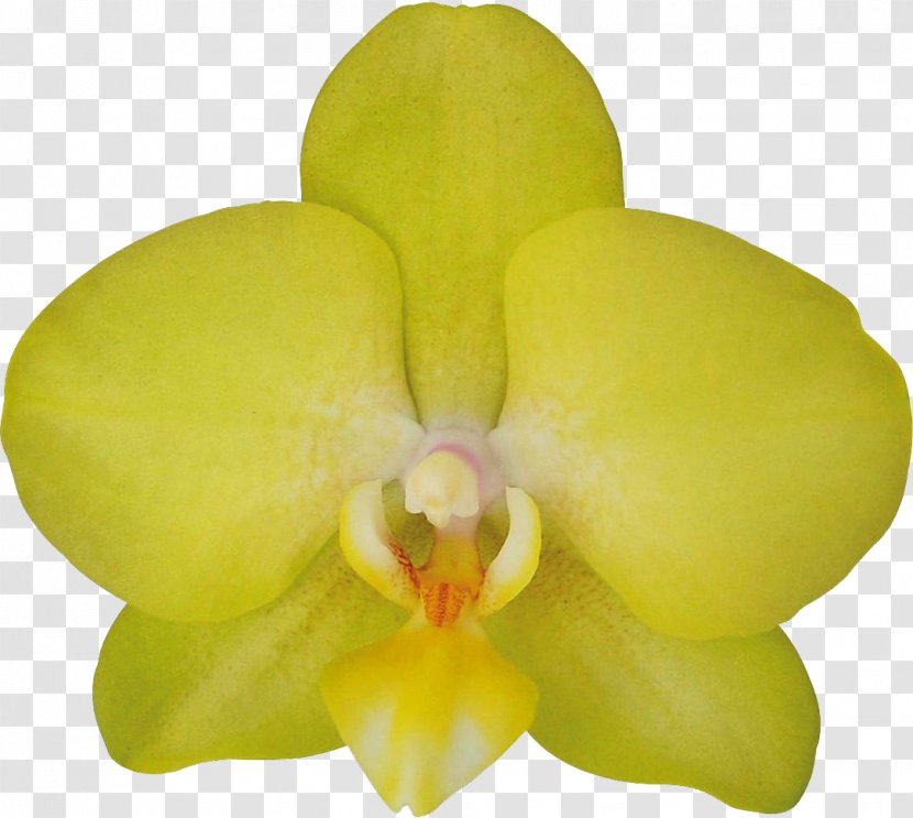 Moth Orchids Cattleya Yellow Flower - Flowering Plant Transparent PNG