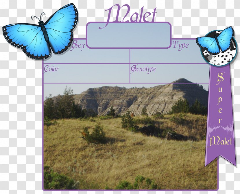 Ecosystem - Moths And Butterflies Transparent PNG