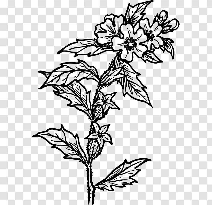 Floral Design Drawing Line Art Clip - Flowering Plant - Herb Transparent PNG