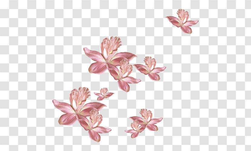 Flower Pink Petal Garden Roses Animation - Flora Transparent PNG