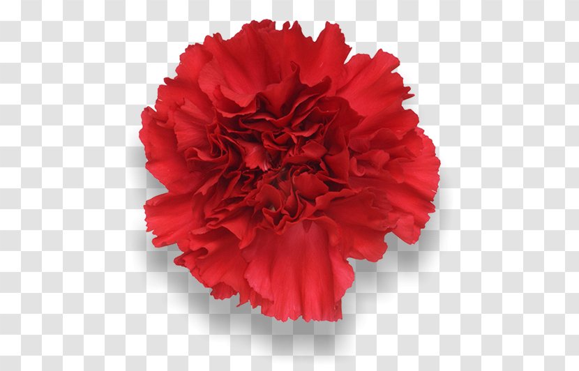 Carnation Red Cut Flowers Peach - Flowering Plant Transparent PNG