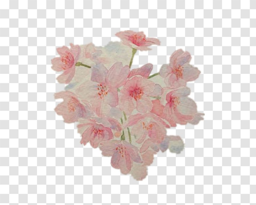 Cherry Blossom Pink Floral Design - Cerasus - Watercolor Blossoms Transparent PNG