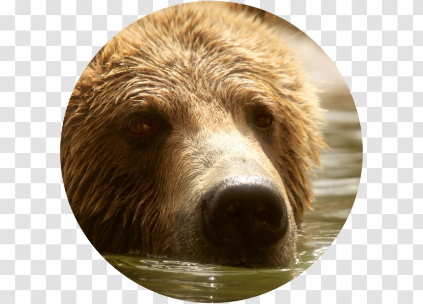 Grizzly Bear Brown Attack Memphis Grizzlies - Mammal Transparent PNG