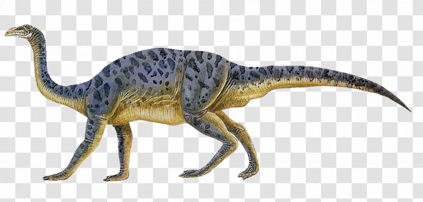 Plateosaurus Anchisaurus Velociraptor Sauropoda Dinosaur - Thecodontosaurus - Dinotopia Transparent PNG